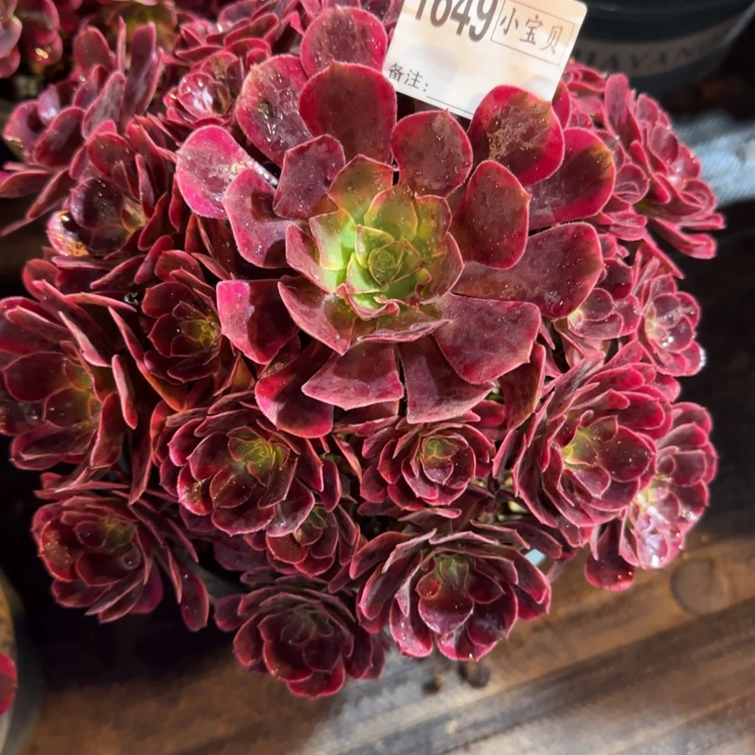 佳***思凤冠多肉1649多肉