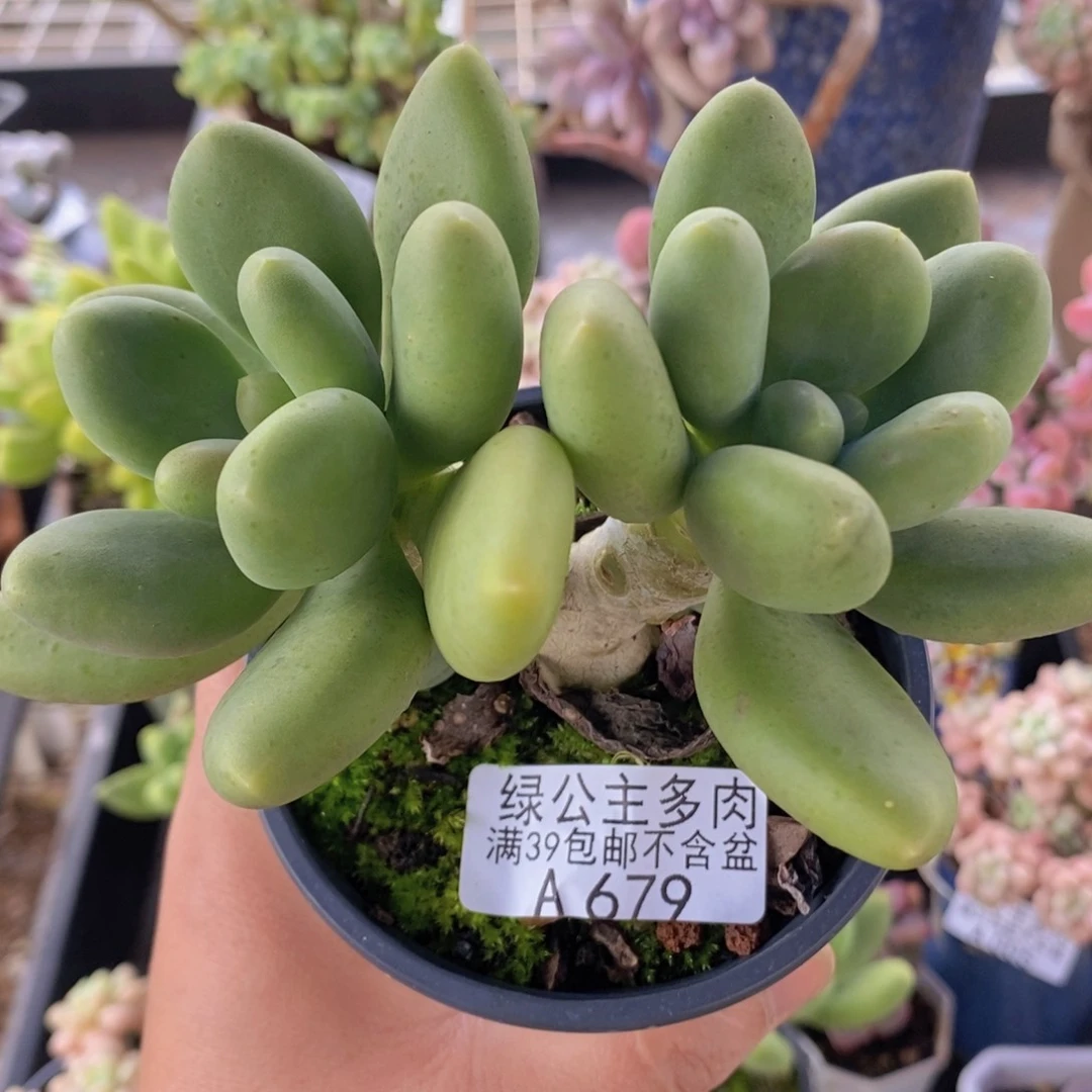 芒果奶11cm679多肉植物