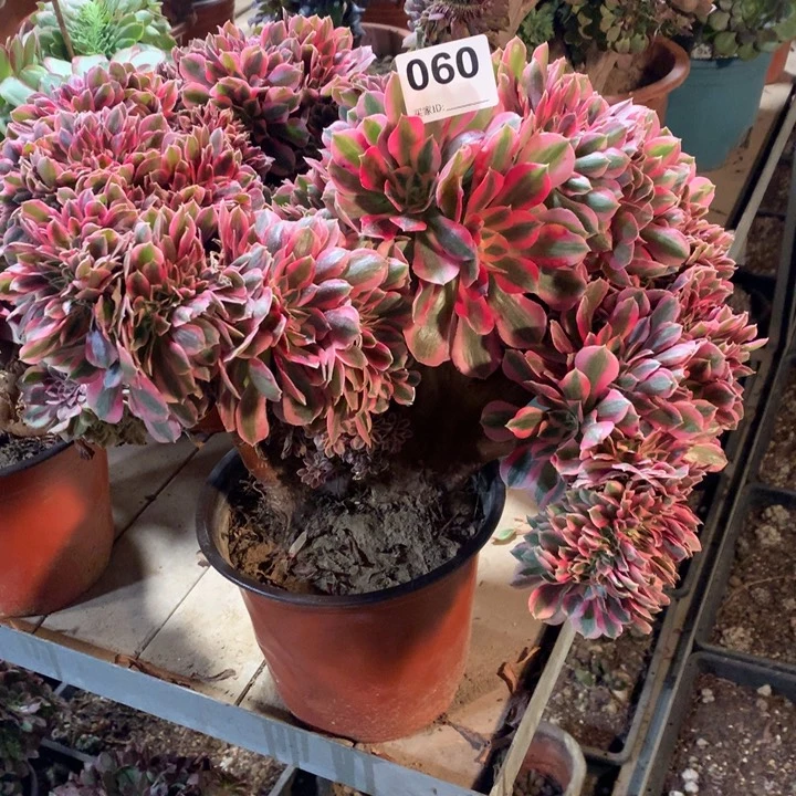 060粉女巫缀多肉法师