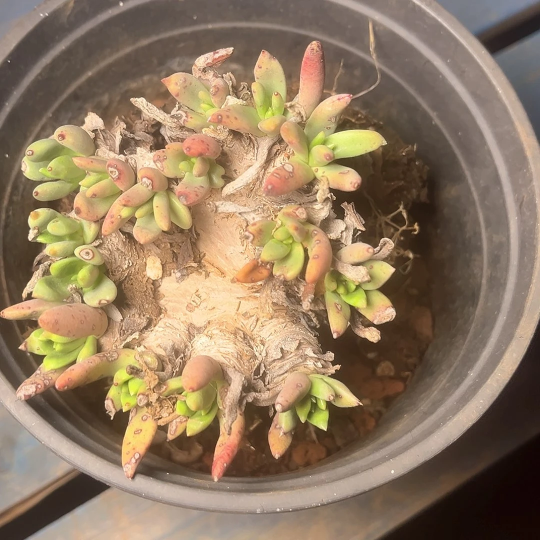 雍*绿体苹果叶老朱