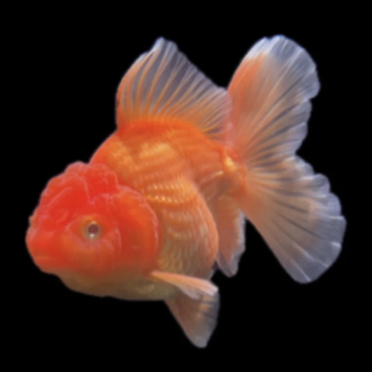 观赏鱼超萌好物 无开箱视频不售后(颜色品相以直播间展示为准)