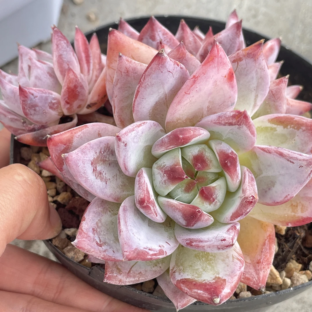 宠物中秋好礼带盆多肉植物植物多肉韩版蜜卡大三头12公分多肉盆栽