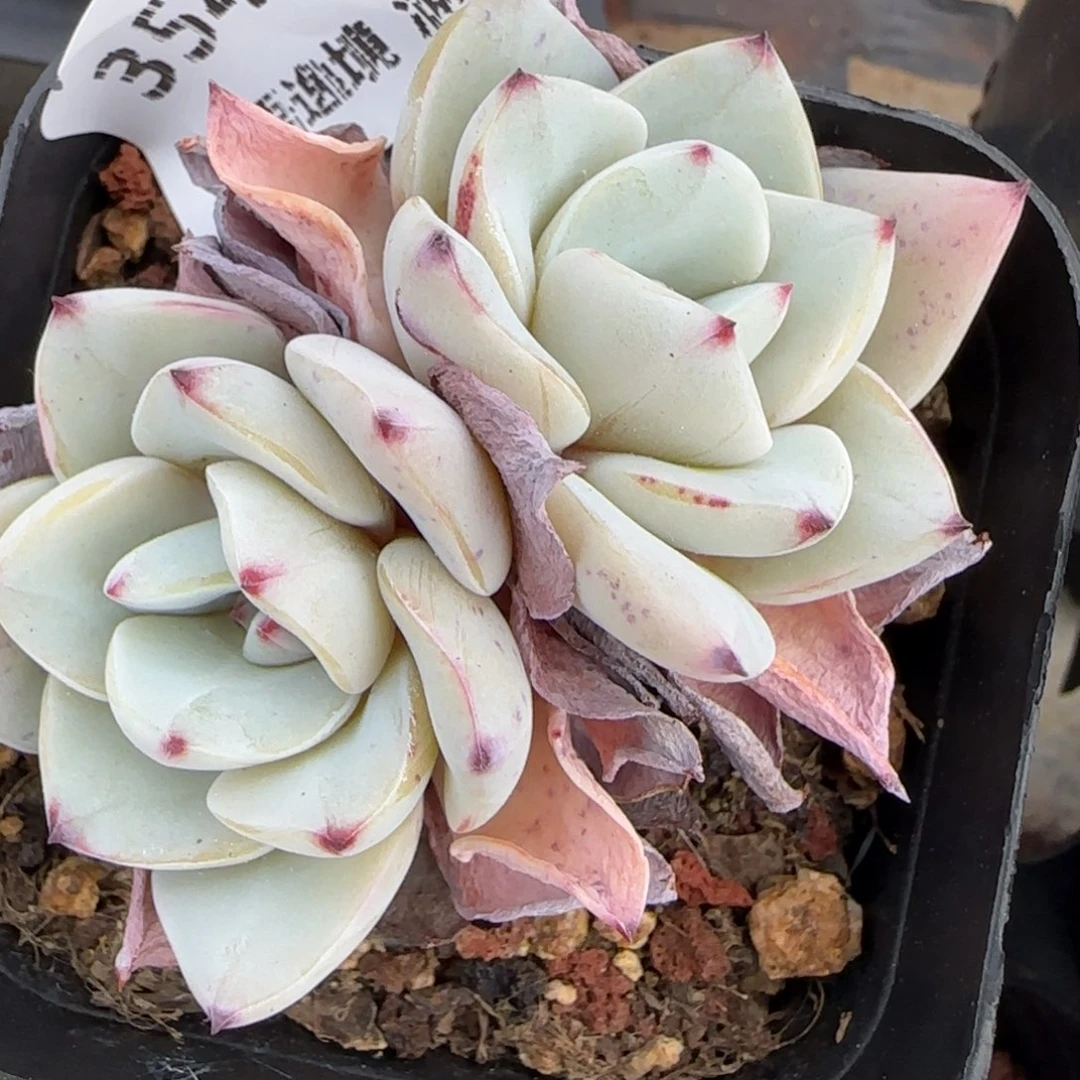 花语逸境0218-354