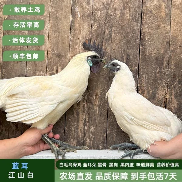 顺丰包邮正宗蓝耳江山白毛乌骨鸡宠物活鸡农场直发疫苗齐全保活