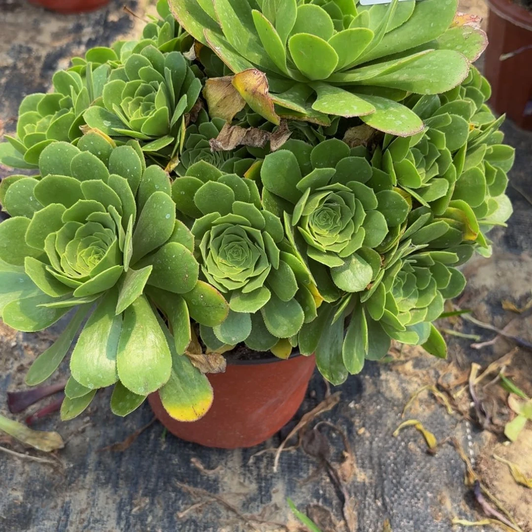 无花朵48多肉植物捧花的