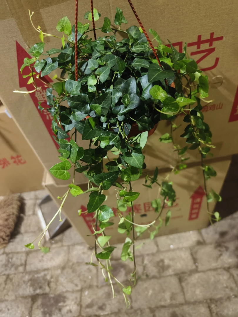 心叶垂吊常春藤盆栽绿植