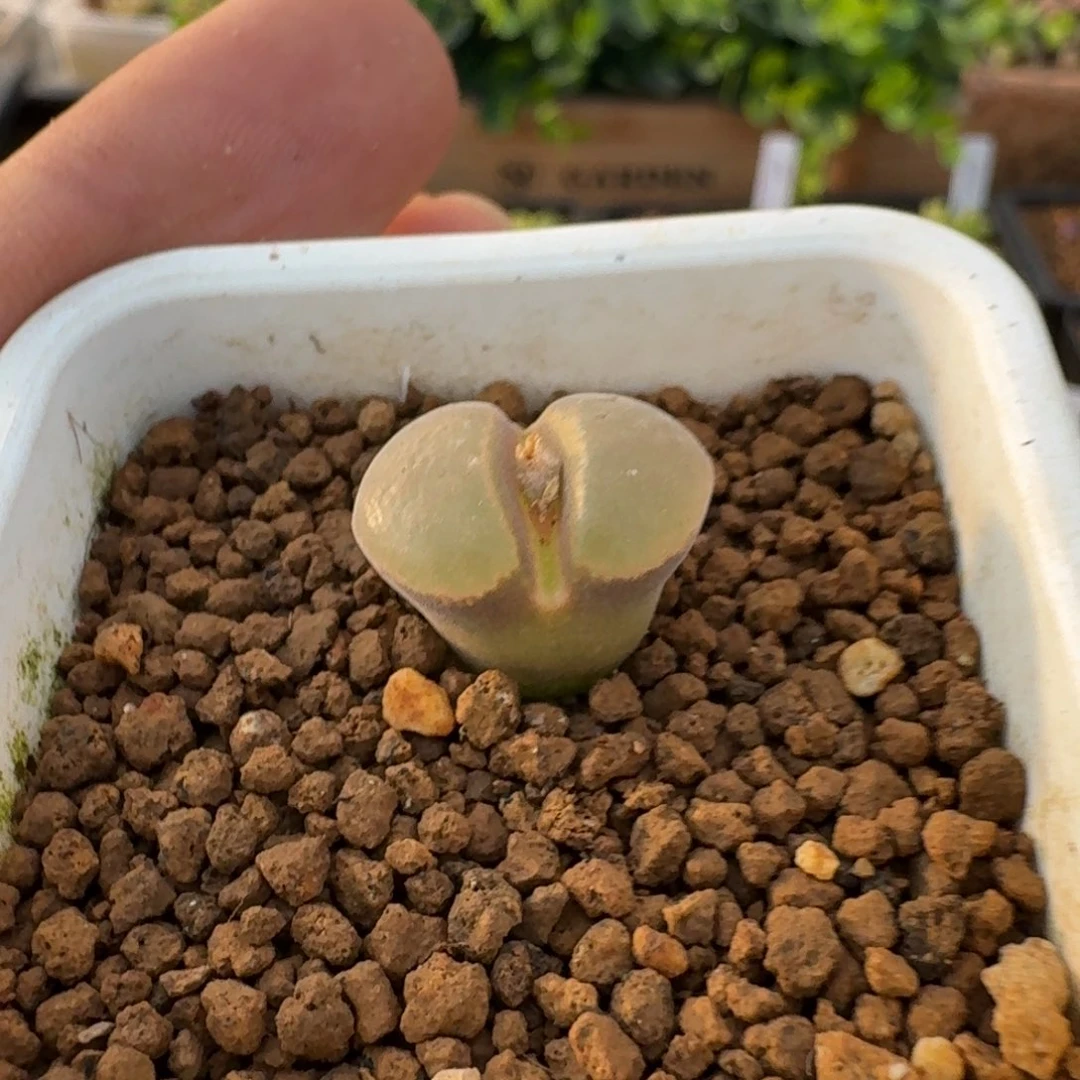 细*云缦精品番杏13.24