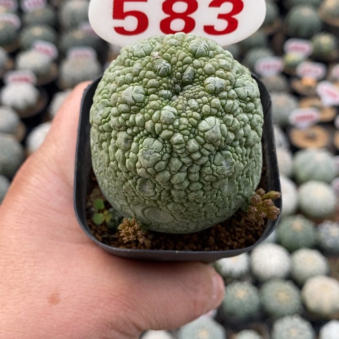 583凝体玉系列特价