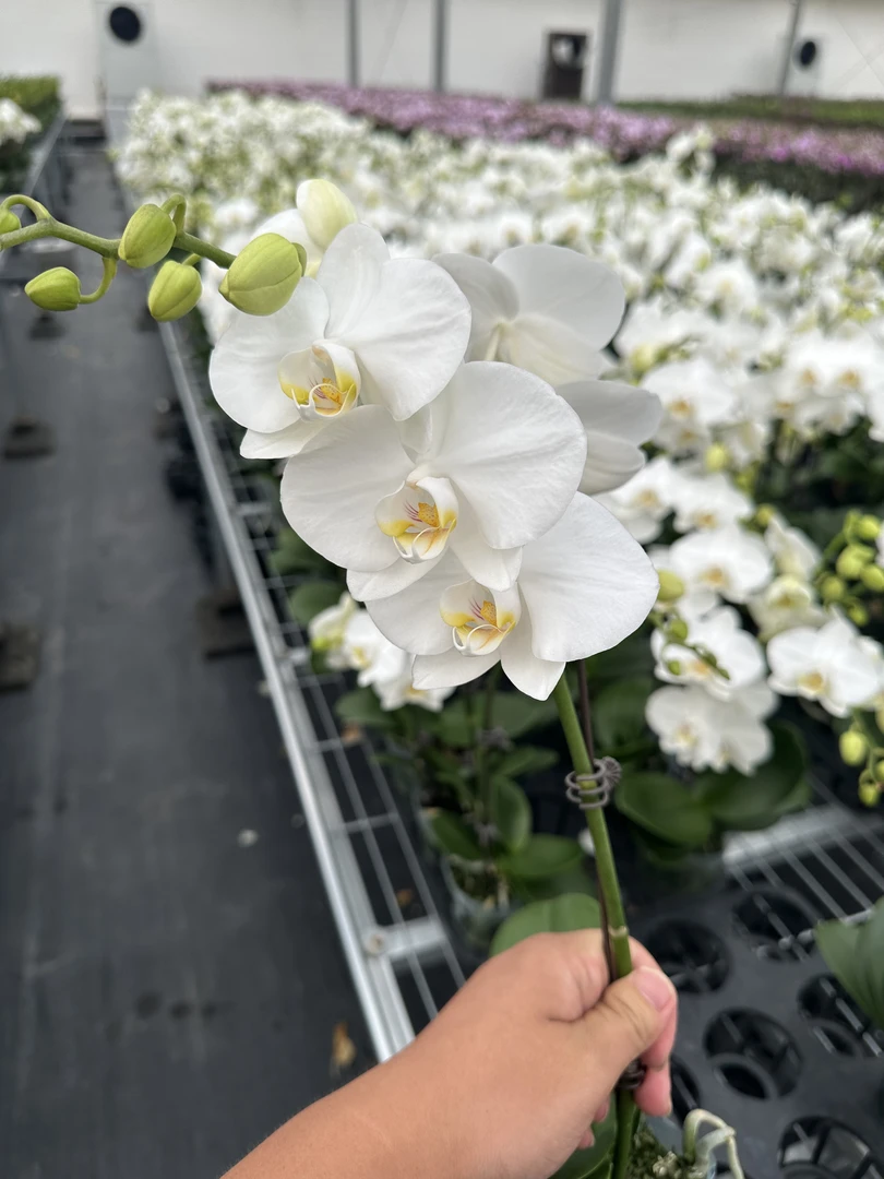 阿玛【3.0寸杯】高档蝴蝶兰鲜花盆栽