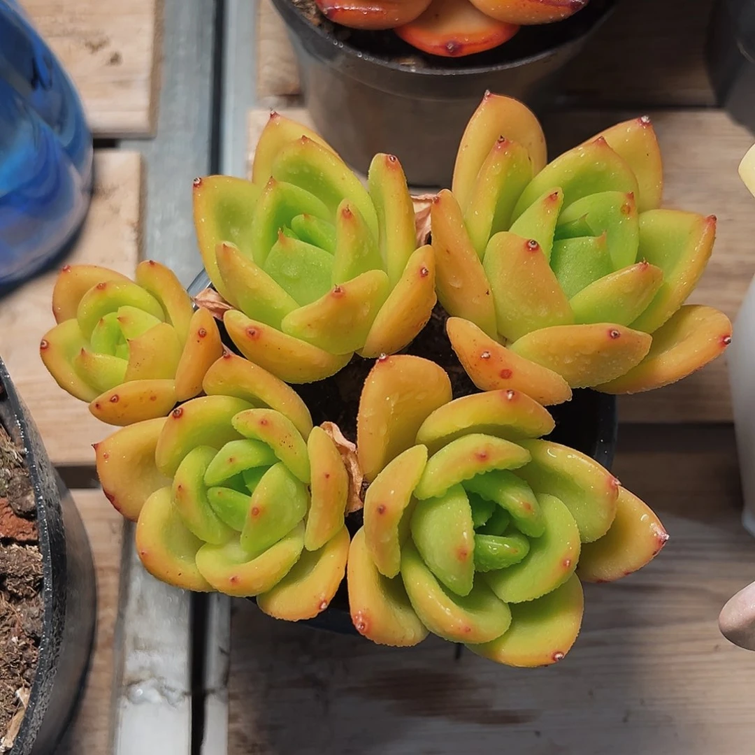 7-5-11精控翠花群