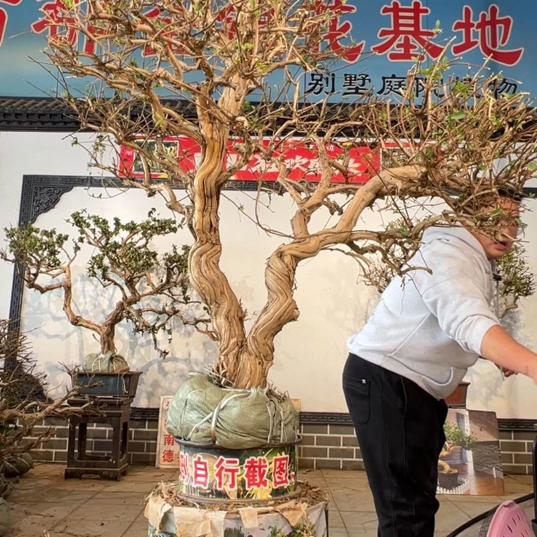 无花朵金银花666699999999666