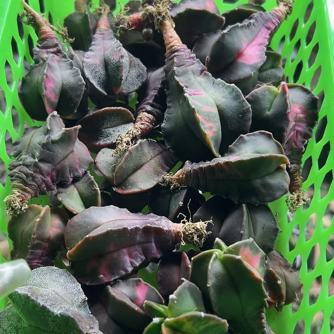 实生鸾锦3颗仙人球666666666