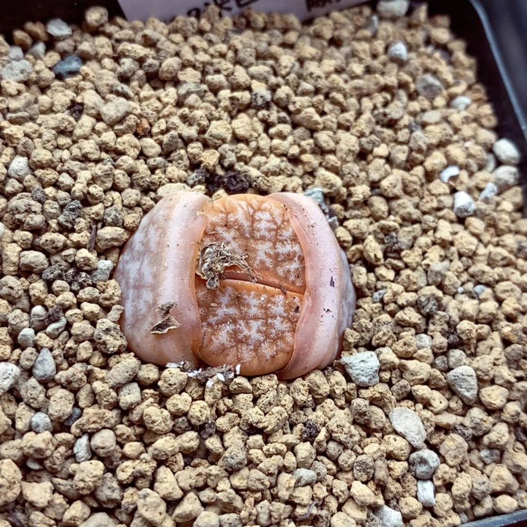 我的小姐姐们都是135