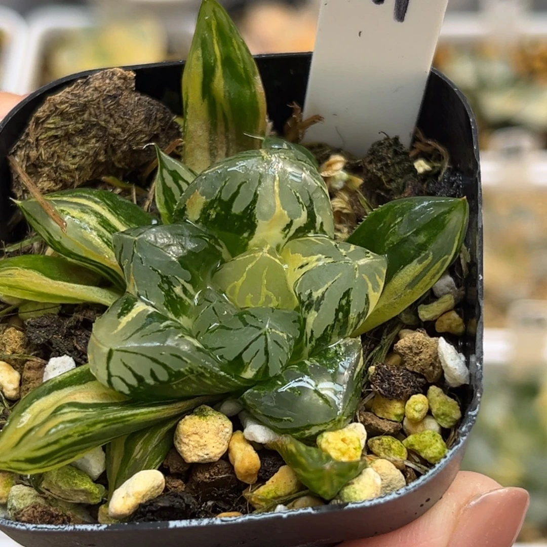 41花水晶玉露锦带仔福利专场