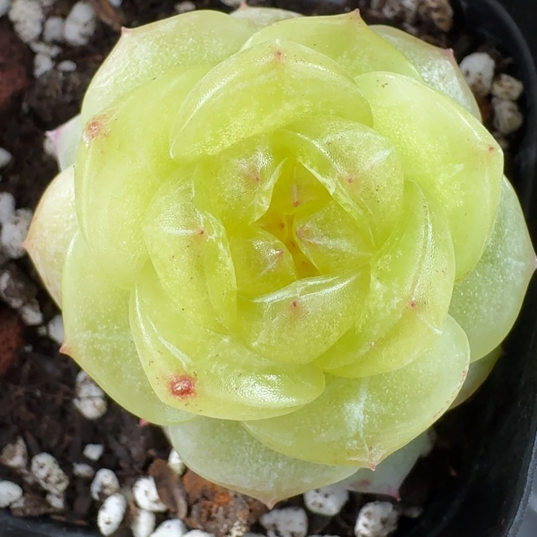 1206-66-3013单头一颗