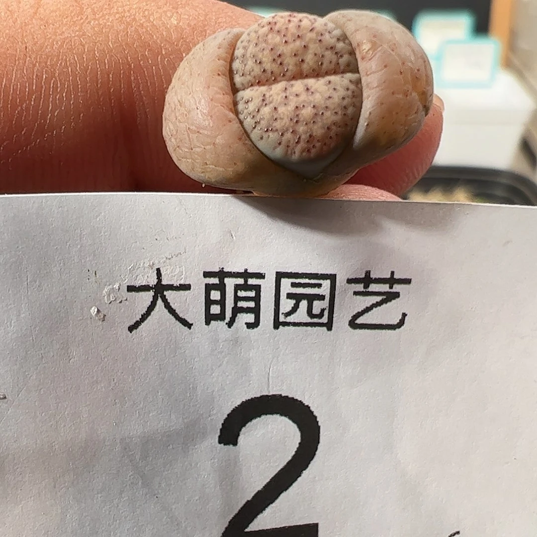 00002一物一拍……