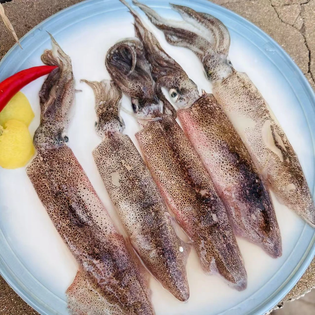 新鲜笔管鱼纯野生海兔火锅食材爆炒400克×5包共4斤山东日照顺丰发