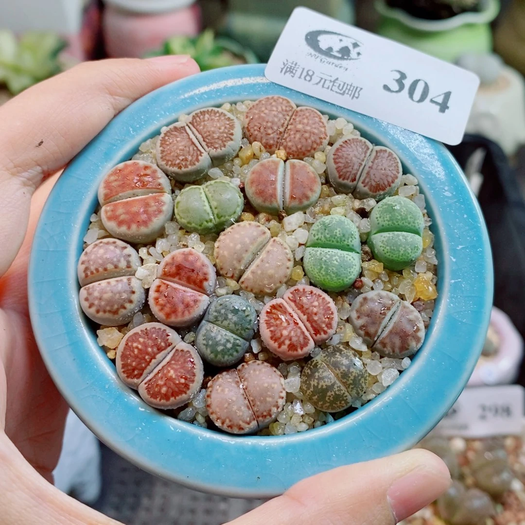 生石花花花花开了304