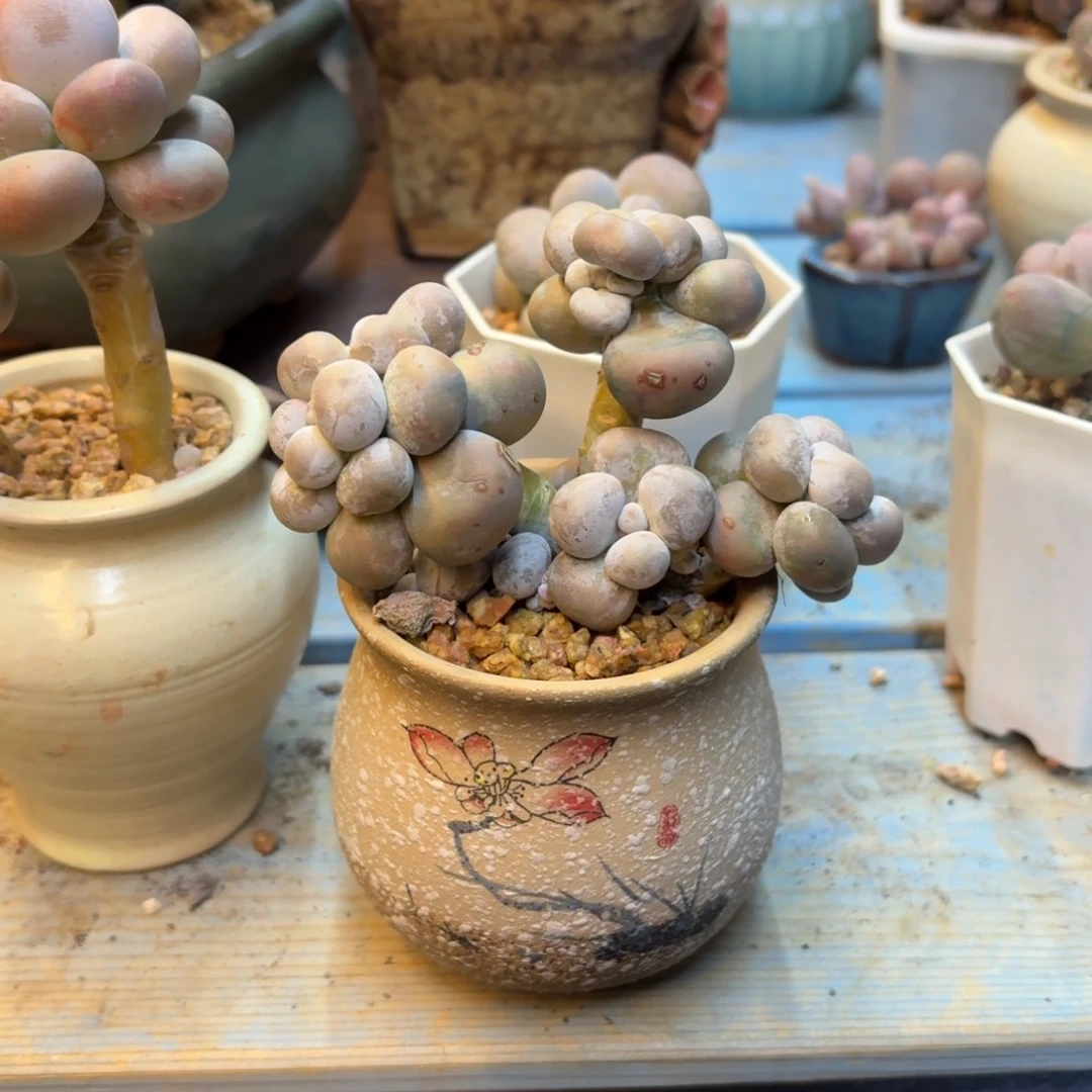 鱼***溪多肉漂亮不退不换