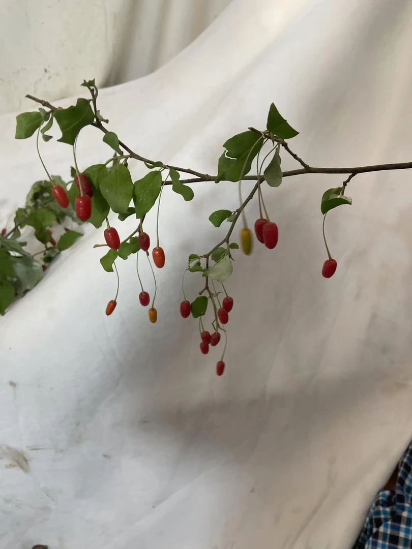 木半夏生桩绿植盆景观赏（直播 一物一拍）