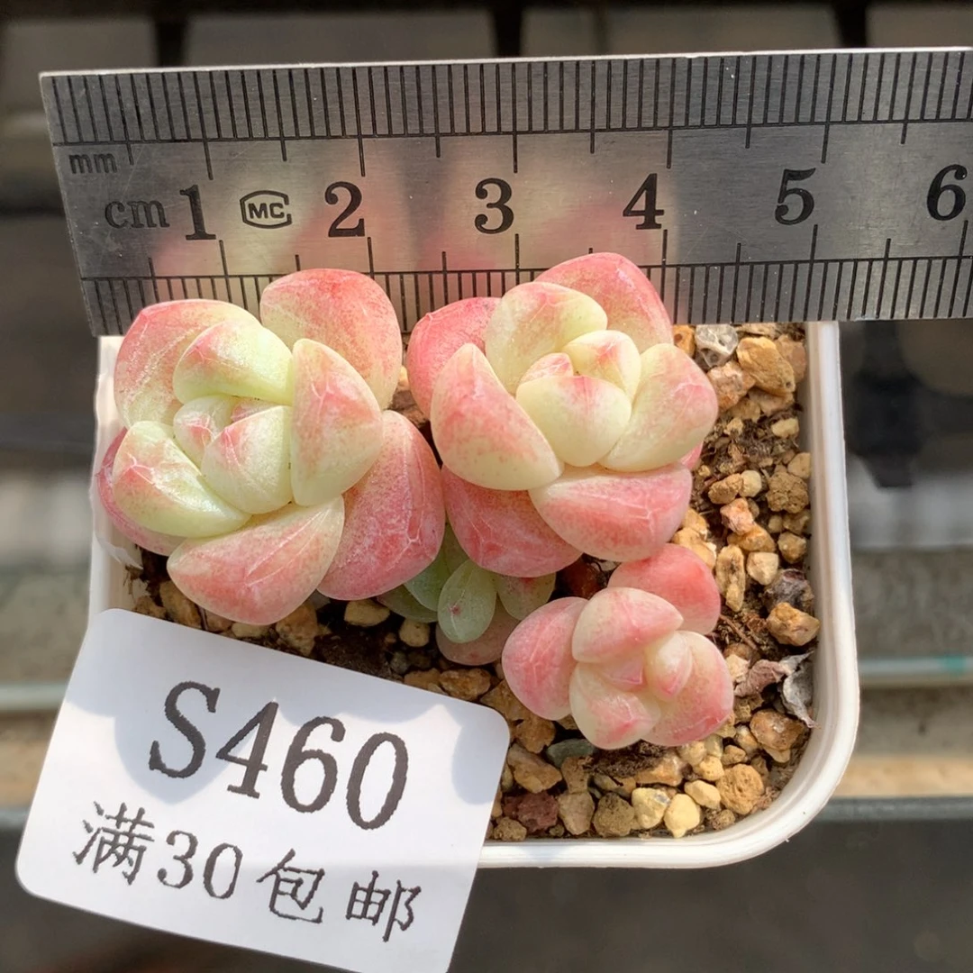 460。小脸带腿糖心冰玉四头。