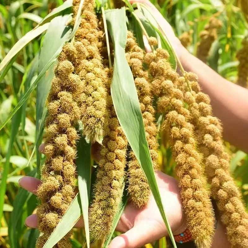 伴手礼 1斤装小米