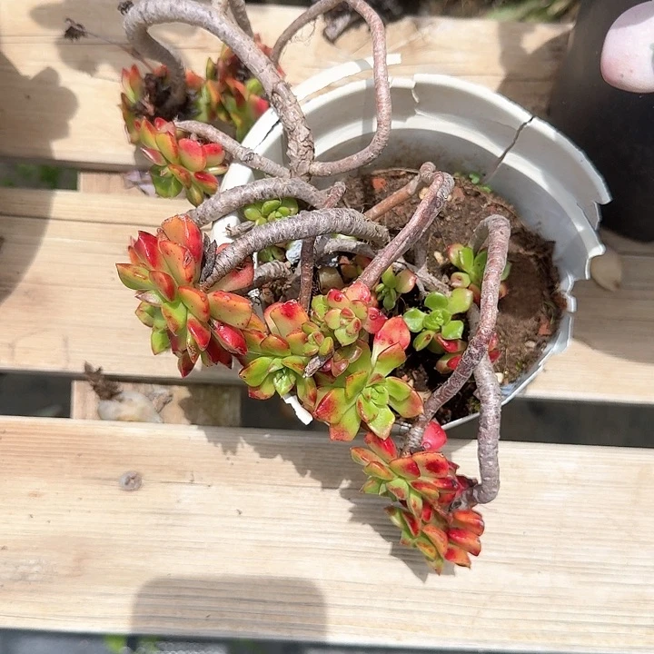 用****0蒂亚老桩福利出