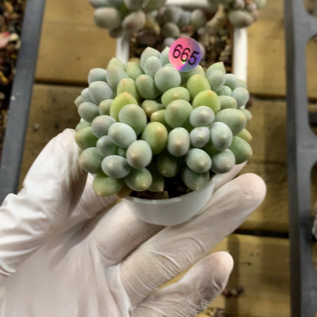 悠悠球芝士奶酪多肉665