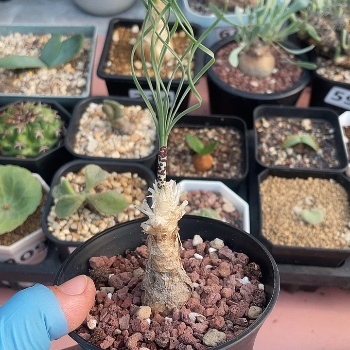 606GB豹纹弹簧草块根