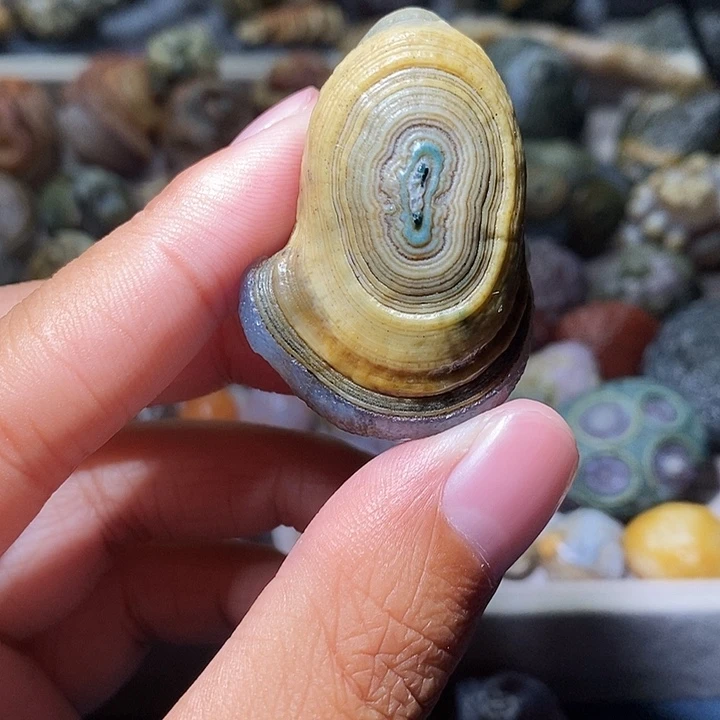 石头5**饰精品眼睛单科