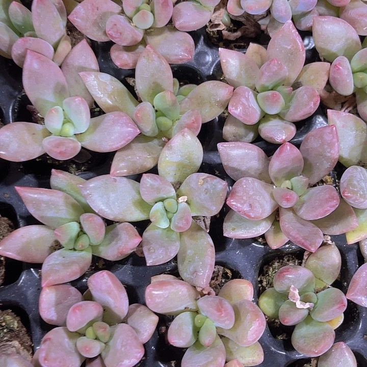 精品桃花源多肉植物