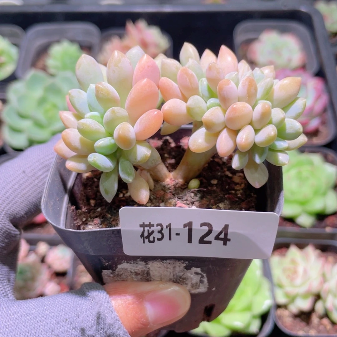 花利美31-124醉美人缀化