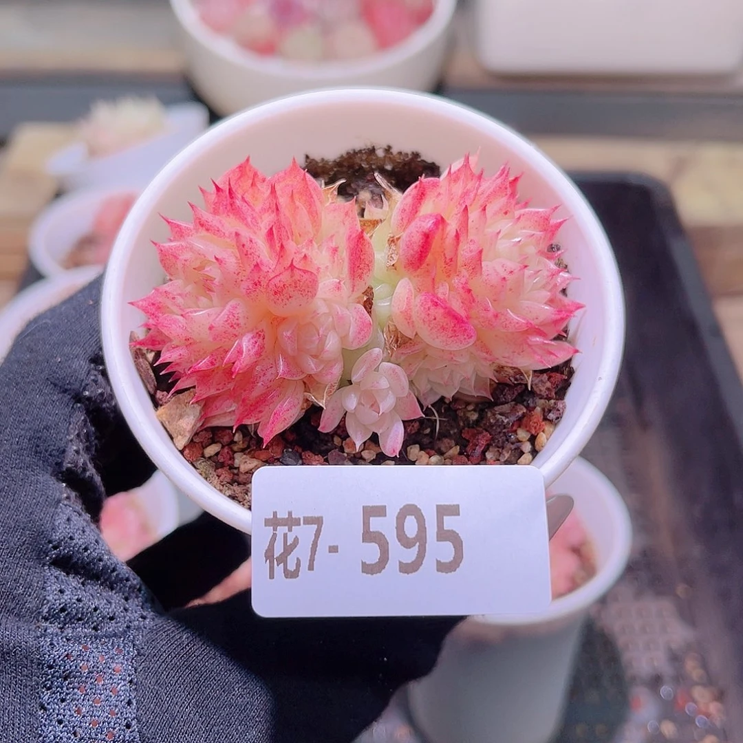 花利美7-595麦秆