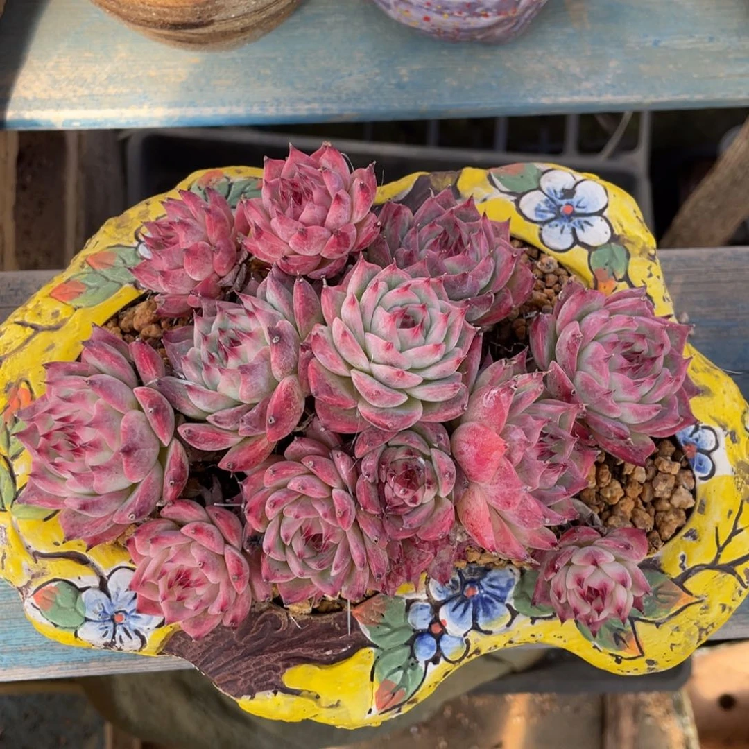 吉娃娃多头老桩群