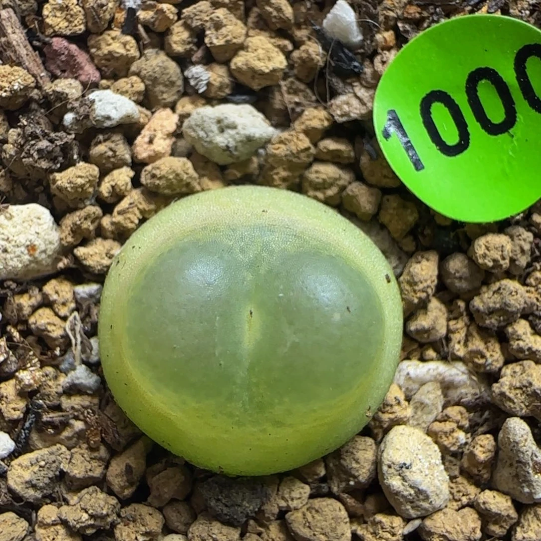 拉登1.4+多肉植物1000