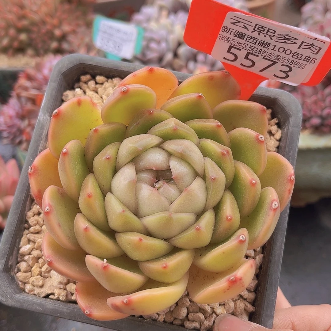 5573皮埃拉多肉植物