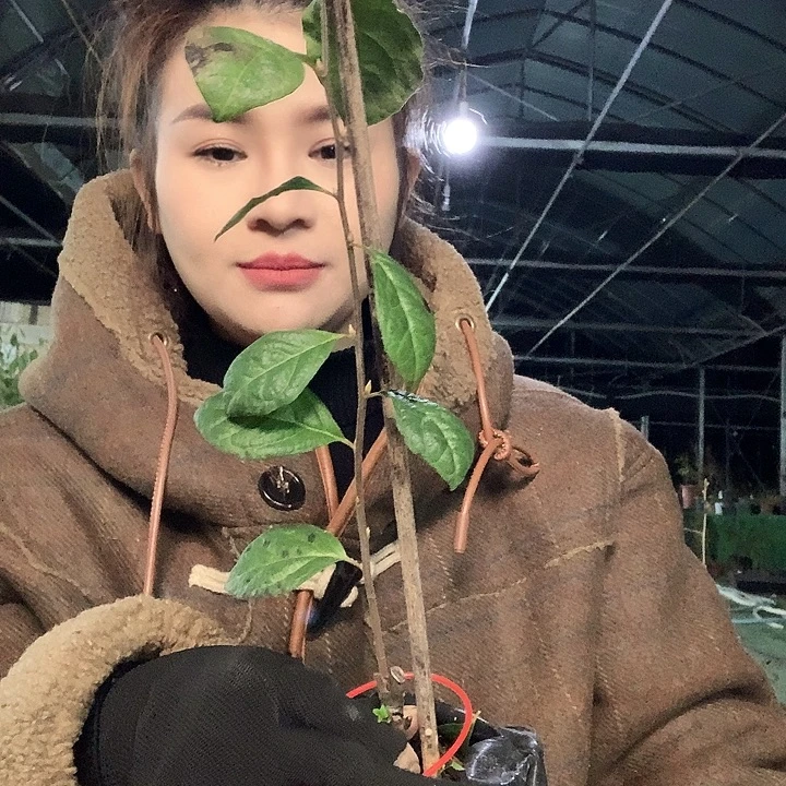 无花朵红灯嫁接26.8