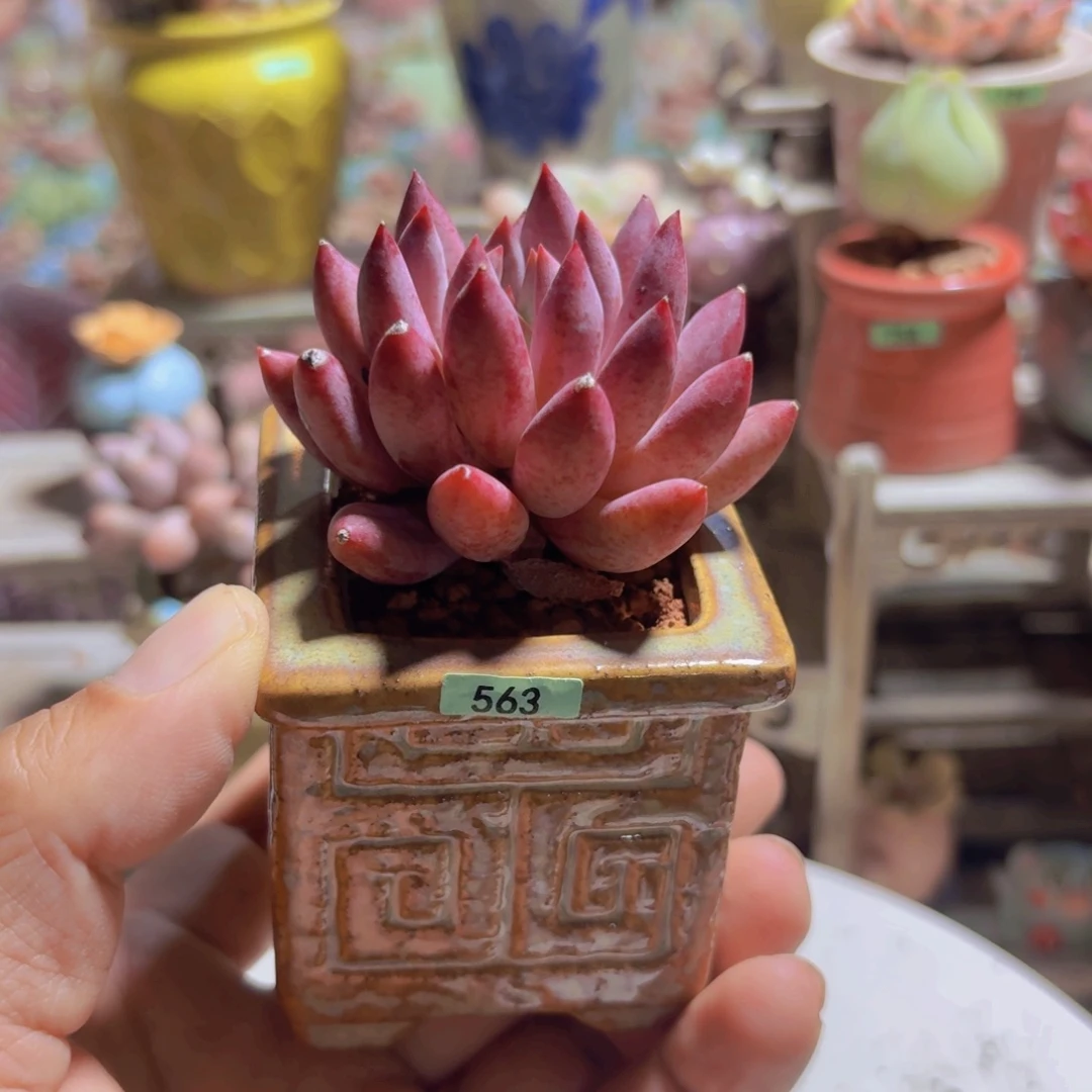 守***福一物一拍编号563