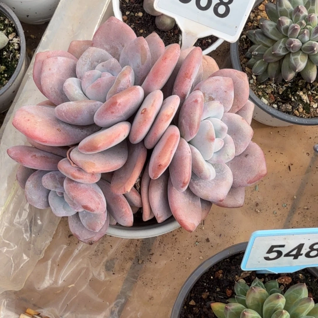 多肉植物粉兔群668