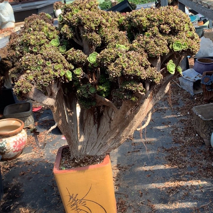 微瑕玫瑰朵朵脱土发货啊