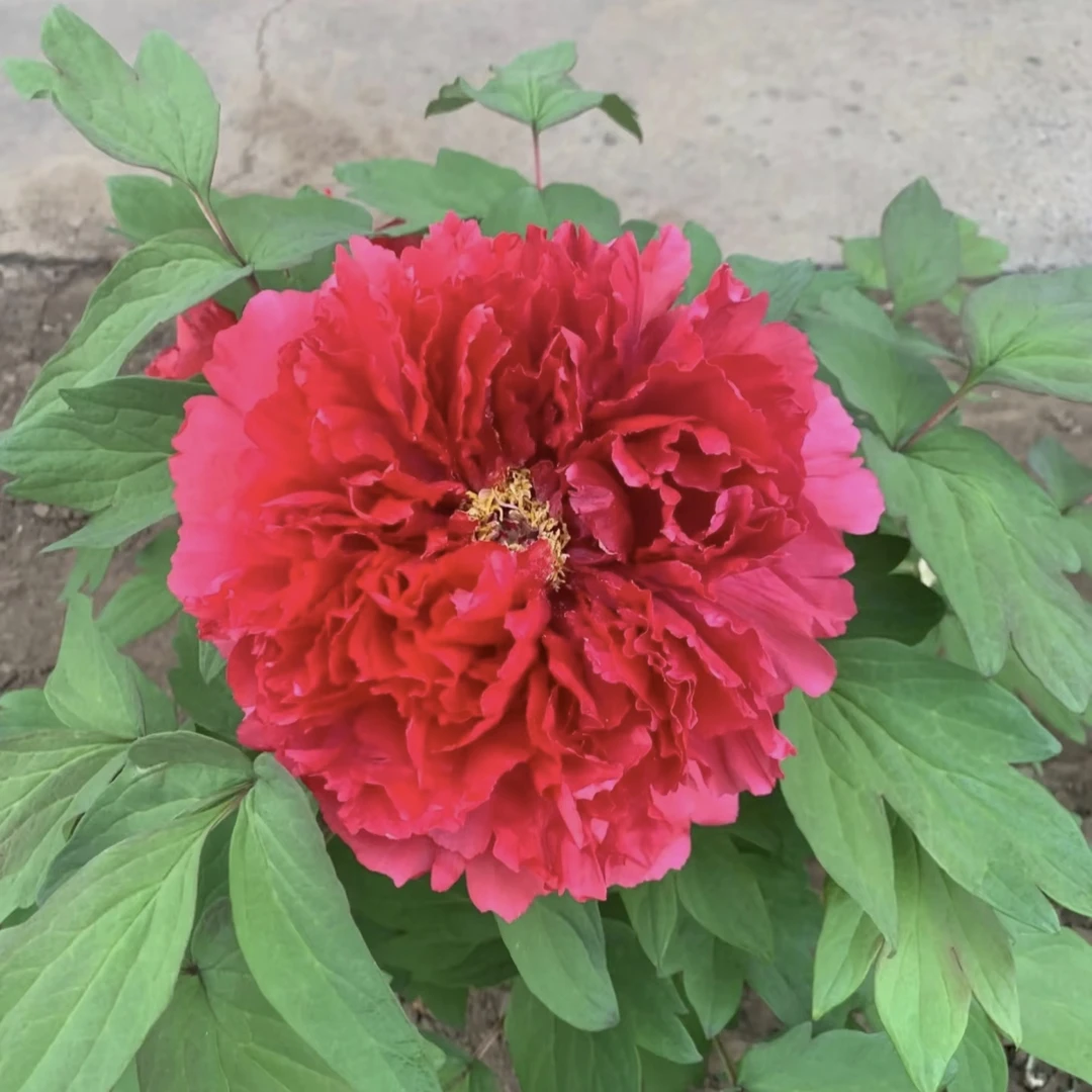 芳红牡丹花苗大苗盆栽室内外庭院绿植正宗观赏重瓣牡丹花带花苞