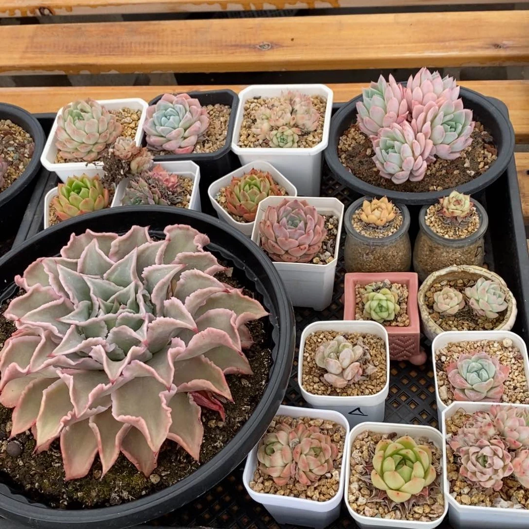 精品多肉一物一拍不包整15