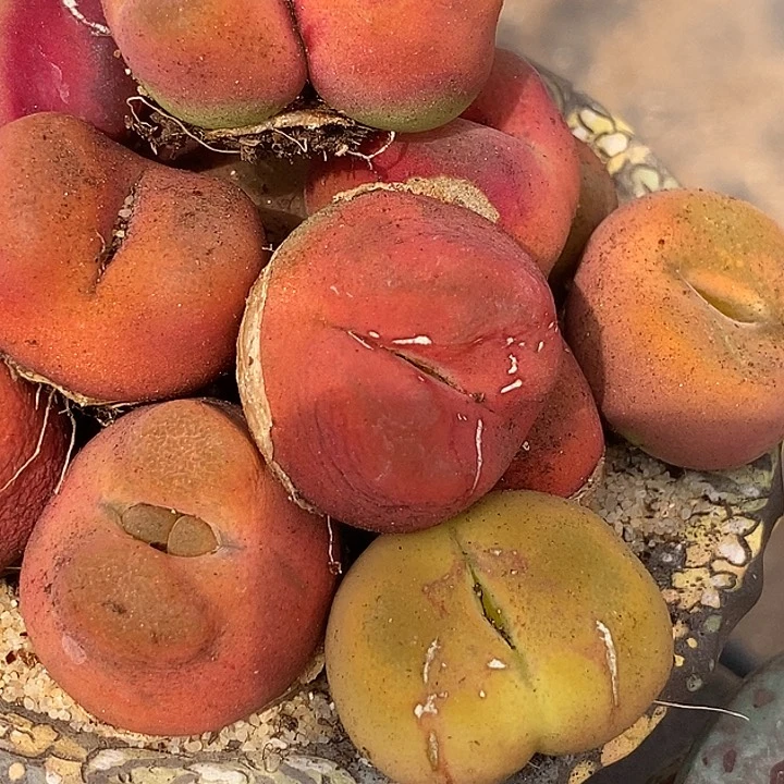 22542巨大巨大一颗桃子有伤