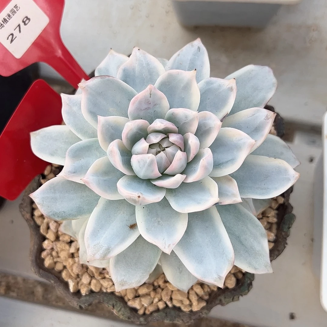 粉蓝鸟锦多肉植物