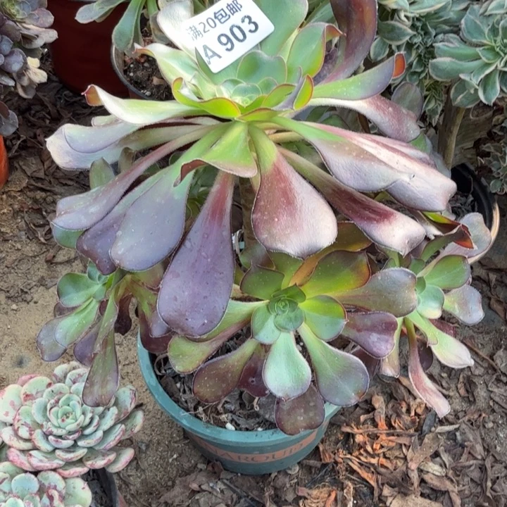 满20包邮，903红酒巫毒