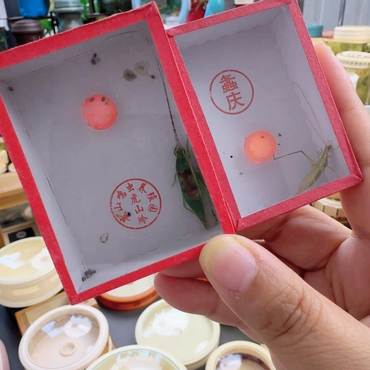 精品柬竹➕绿金钟1啊啊啊啊啊