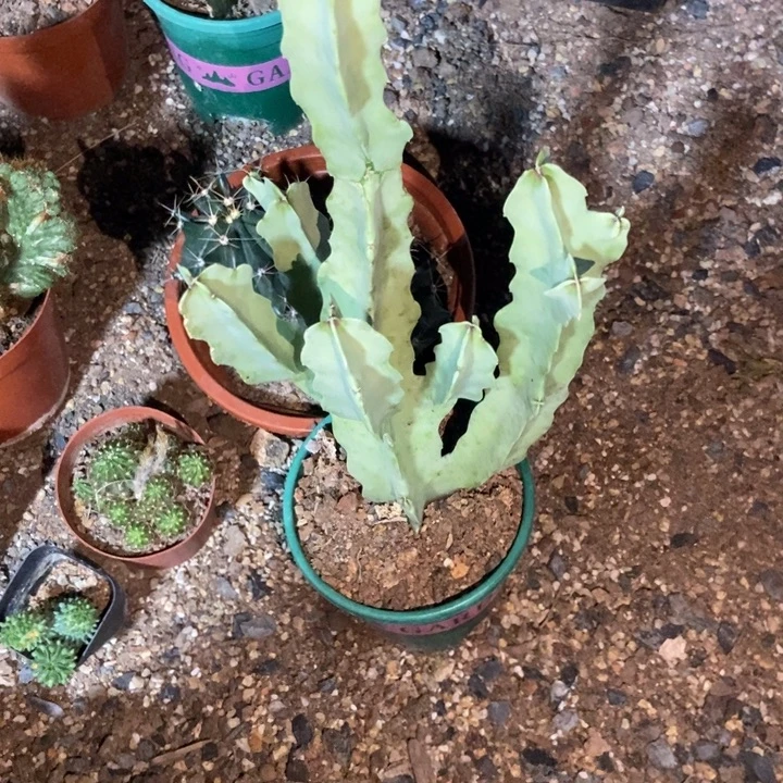 大***斌仙人球孤独女王一物一拍