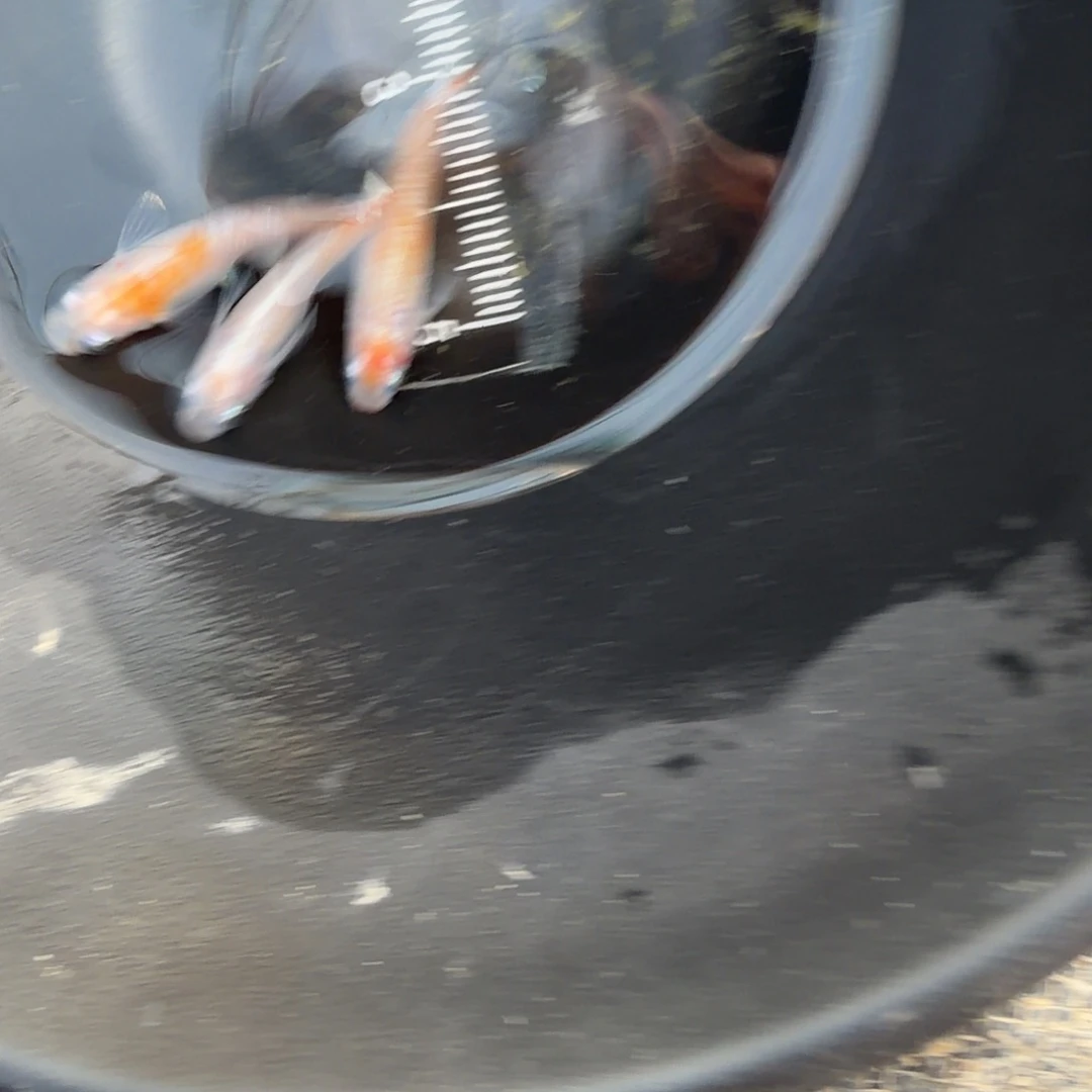 青鳉鱼观背青鳉19