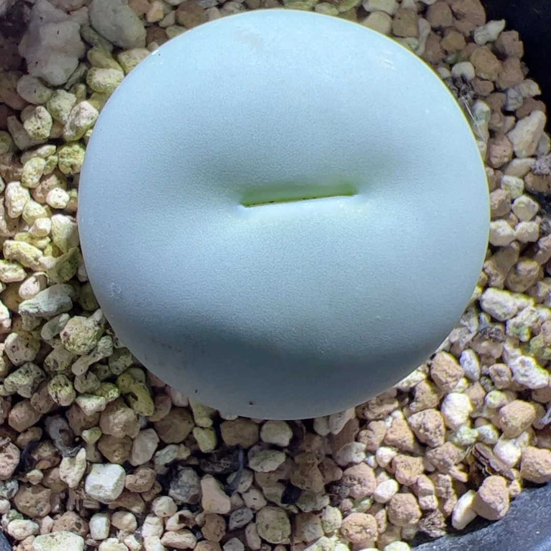 【闪购商品】252 3cm大鸽子蛋