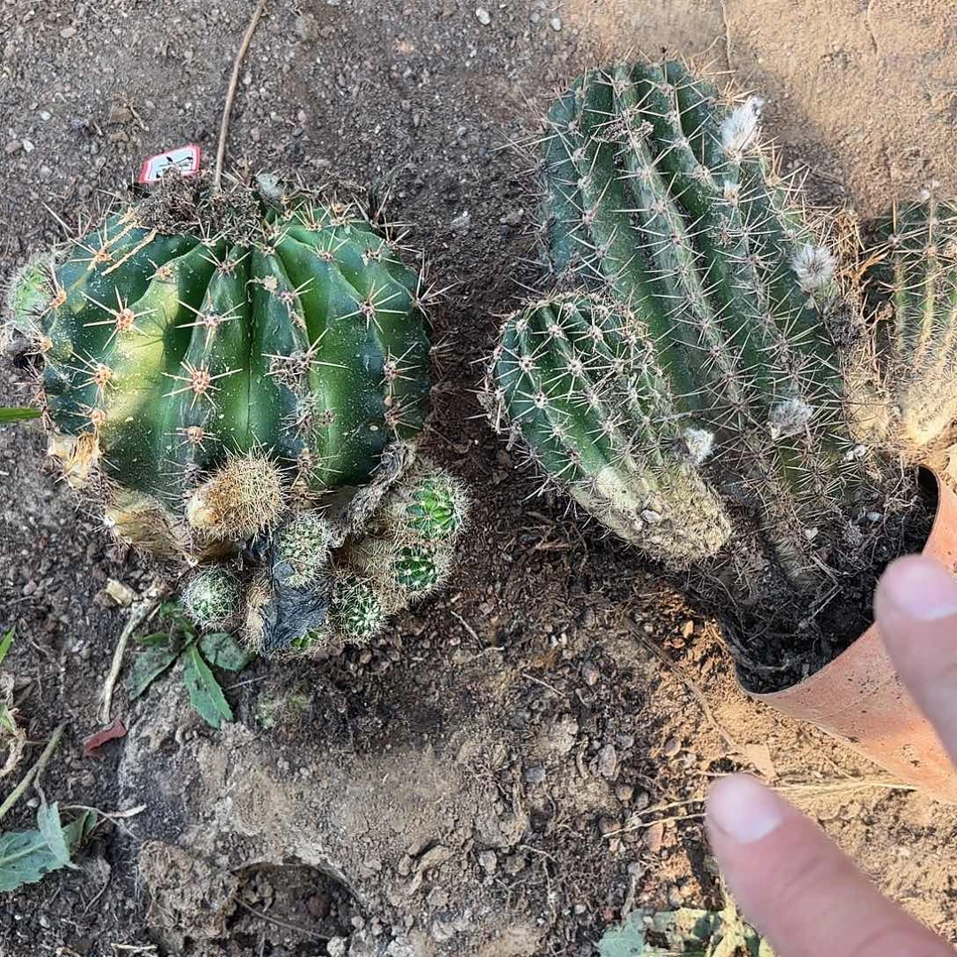 725-308 瑕疵瘦掉侧牙无售后